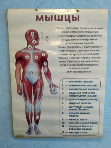 плакат мышцы